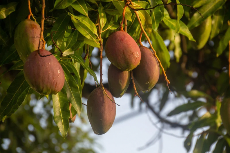 The Nutritional Significance of Mangoes: A Powerhouse of Health Benefits