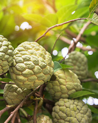 Frozen Custard Apple